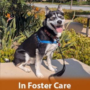 Hi my name is Rumble Im a sweet and playful 2-year-old husky mix who weighs about 60lbs I am as