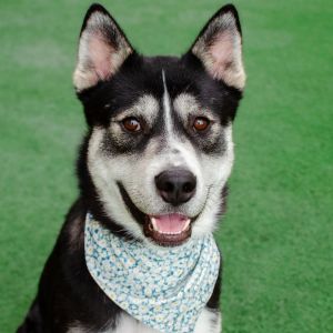 Hi my name is Rumble Im a sweet and playful 2-year-old husky mix who weighs about 60lbs I am as