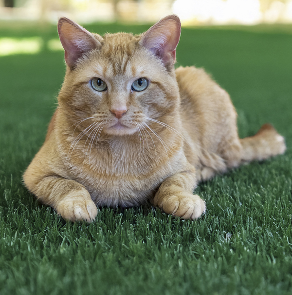 Ripley, an adoptable Domestic Short Hair in Kennewick, WA, 99336 | Photo Image 1