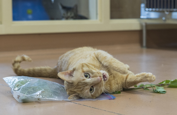 Ripley, an adoptable Domestic Short Hair in Kennewick, WA, 99336 | Photo Image 2