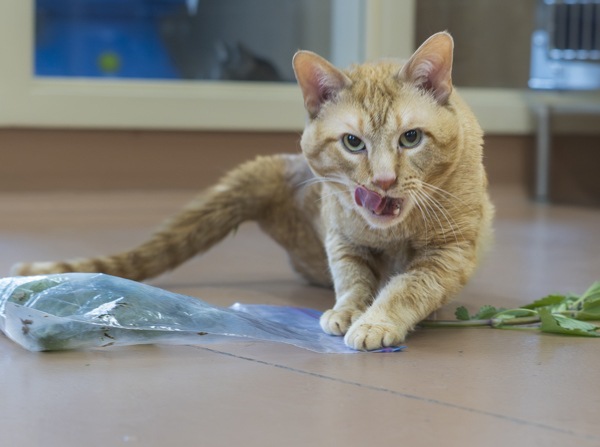 Ripley, an adoptable Domestic Short Hair in Kennewick, WA, 99336 | Photo Image 3