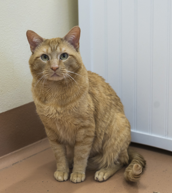 Ripley, an adoptable Domestic Short Hair in Kennewick, WA, 99336 | Photo Image 4