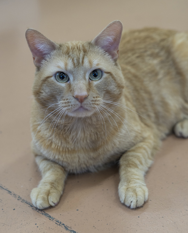 Ripley, an adoptable Domestic Short Hair in Kennewick, WA, 99336 | Photo Image 5