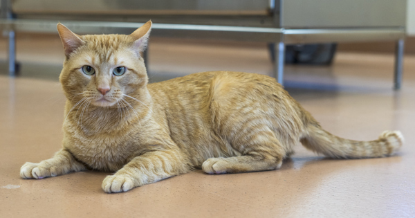 Ripley, an adoptable Domestic Short Hair in Kennewick, WA, 99336 | Photo Image 6