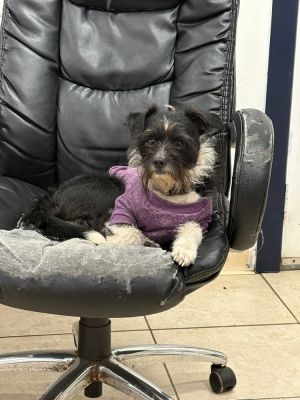 PABLO, Adult Male Terrier