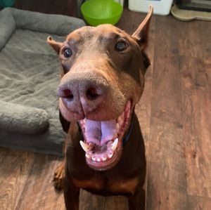 Prancer, Adult Male Doberman Pinscher