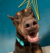 Prancer photo 2