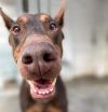 Prancer photo 4