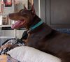 Prancer photo 5
