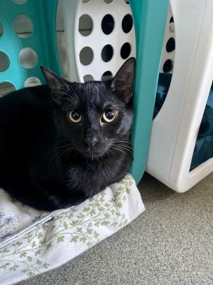Hansel, Young Male Domestic Short Hair