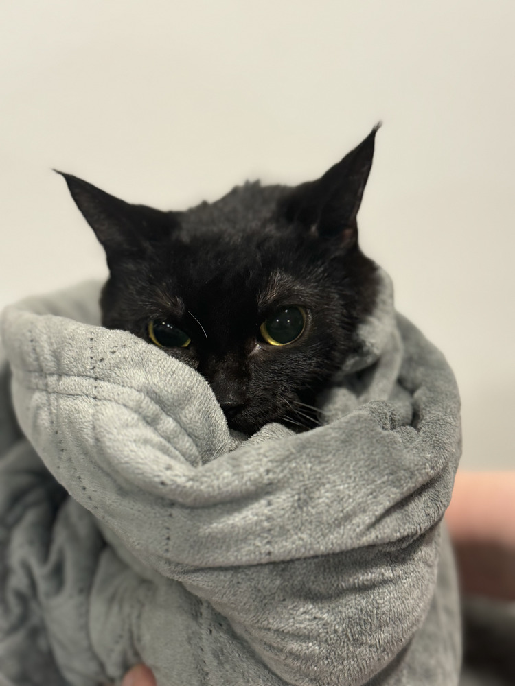 Seeking Barn Placement Clara, an adoptable Domestic Medium Hair in Spokane , WA, 99209 | Photo Image 1