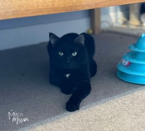 Meet Benny This adorable large gentleman came to us from our partners at SCRAPS Benny has an estim