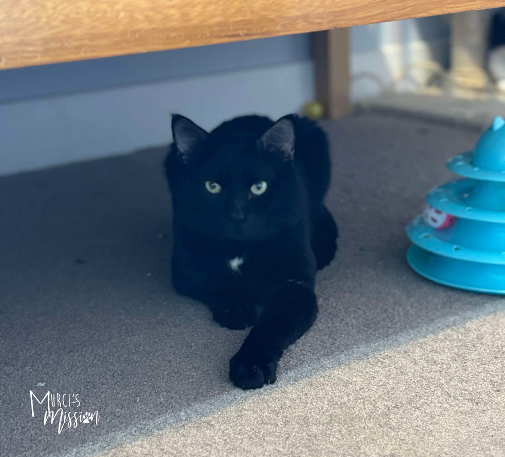 Benny, an adoptable Domestic Short Hair in Spokane , WA, 99209 | Photo Image 1