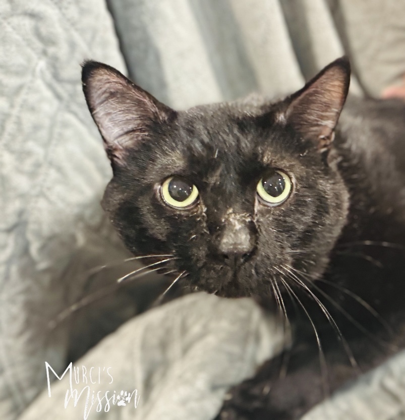 Benny, an adoptable Domestic Short Hair in Spokane , WA, 99209 | Photo Image 2