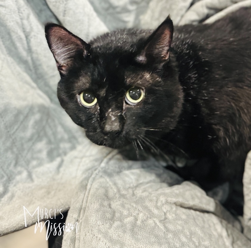 Benny, an adoptable Domestic Short Hair in Spokane , WA, 99209 | Photo Image 3