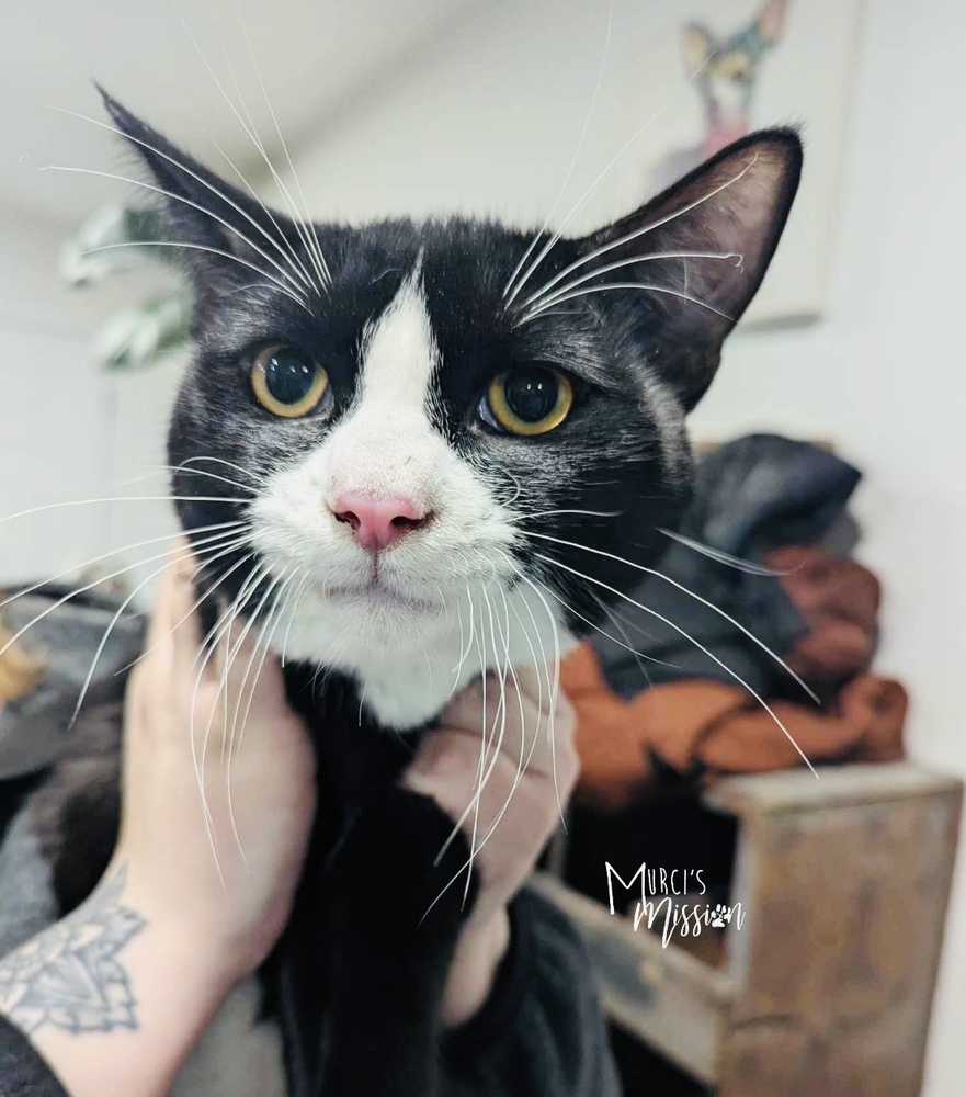 Joe Friday, an adoptable Domestic Short Hair in Spokane , WA, 99209 | Photo Image 1