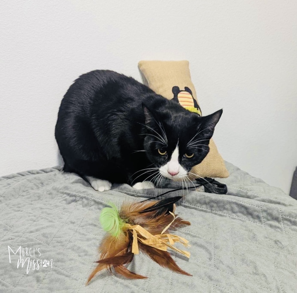 Joe Friday, an adoptable Domestic Short Hair in Spokane , WA, 99209 | Photo Image 2