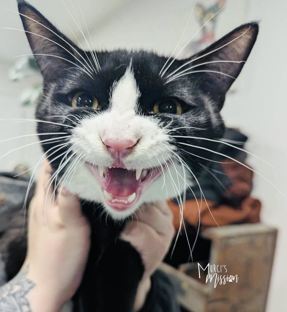 Joe Friday, an adoptable Domestic Short Hair in Spokane , WA, 99209 | Photo Image 3