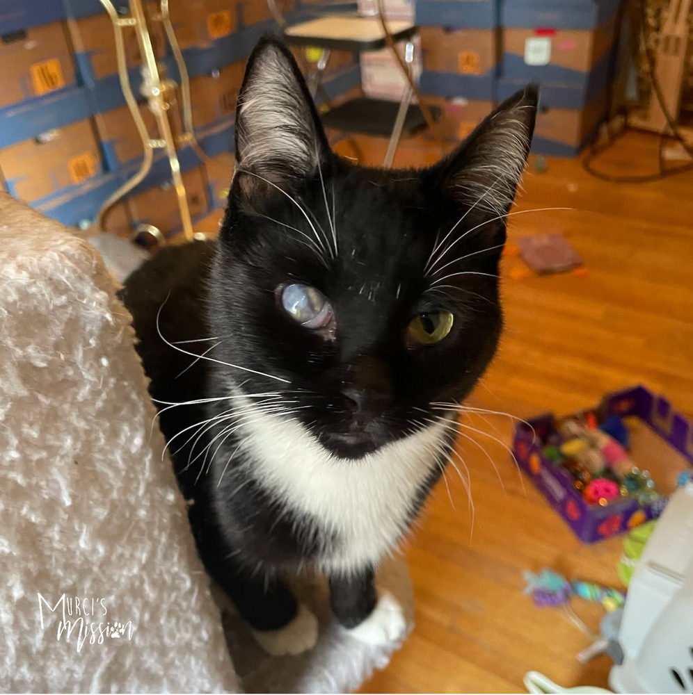 Tuna Fey, an adoptable Domestic Short Hair in Spokane , WA, 99209 | Photo Image 1