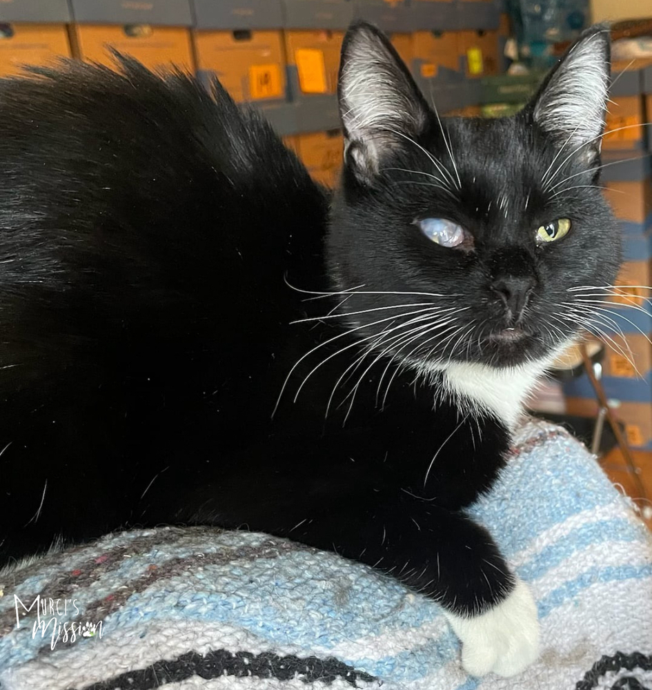 Tuna Fey, an adoptable Domestic Short Hair in Spokane , WA, 99209 | Photo Image 2