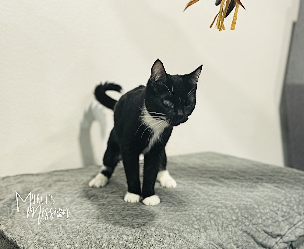 Tuna Fey, an adoptable Domestic Short Hair in Spokane , WA, 99209 | Photo Image 3