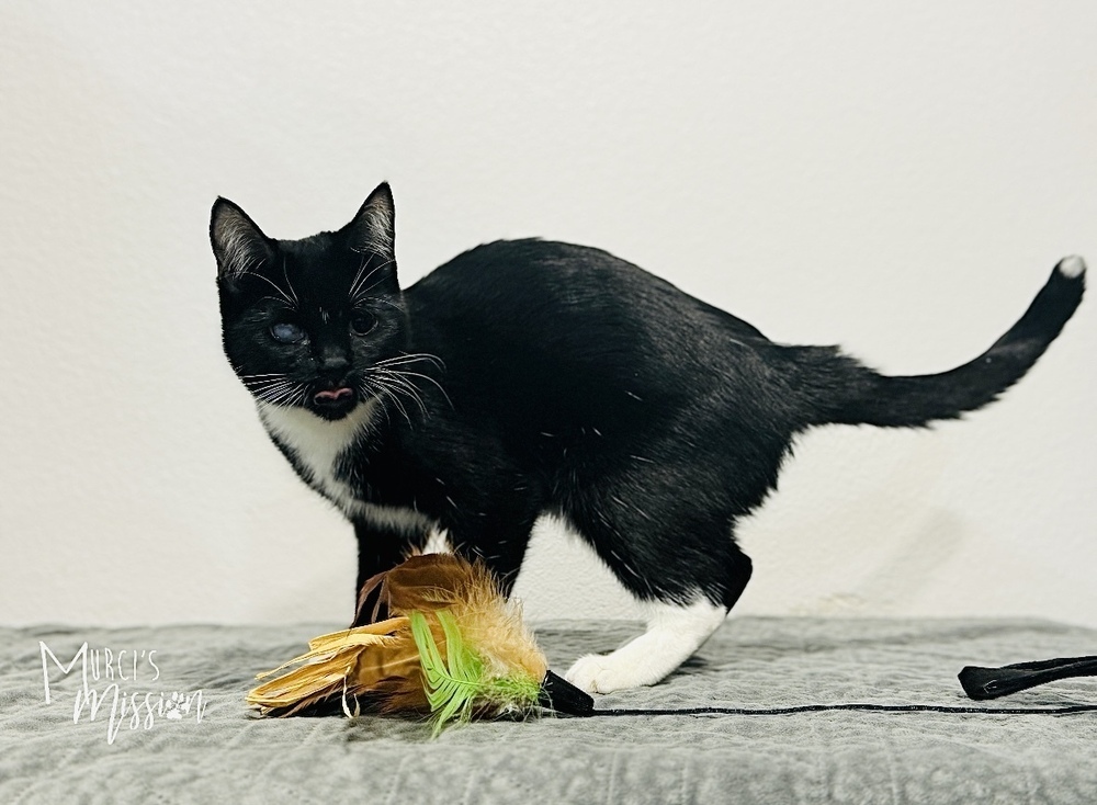 Tuna Fey, an adoptable Domestic Short Hair in Spokane , WA, 99209 | Photo Image 4