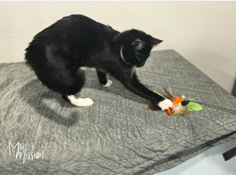 Tuna Fey, an adoptable Domestic Short Hair in Spokane , WA, 99209 | Photo Image 5