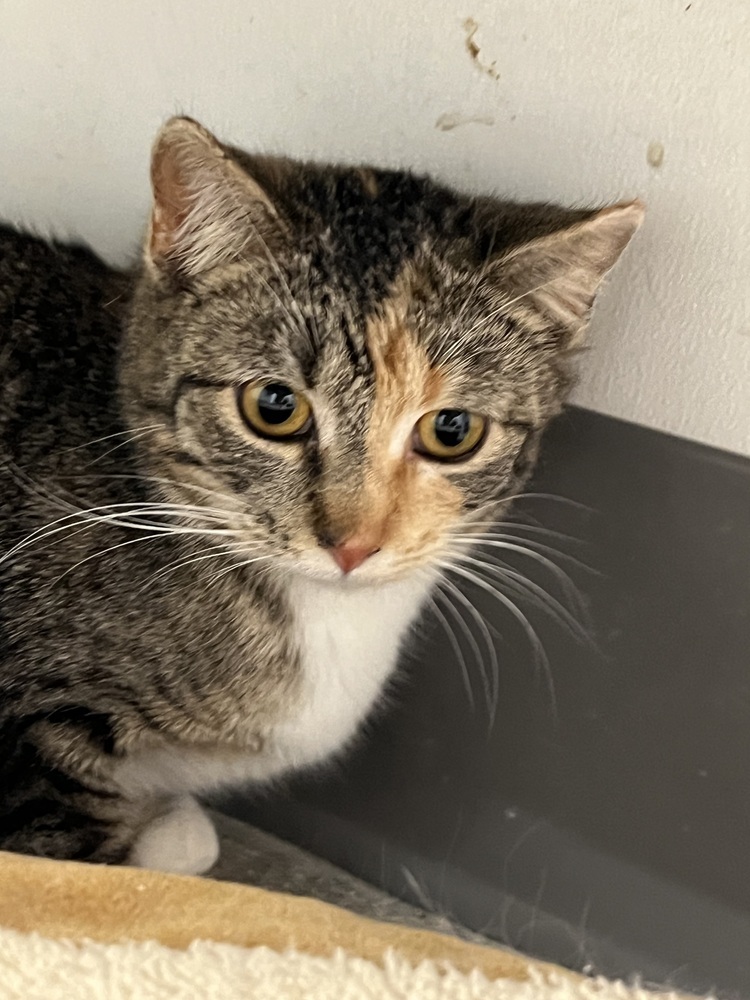 Gigi, an adoptable Domestic Short Hair in Lafayette, CO, 80026 | Photo Image 1
