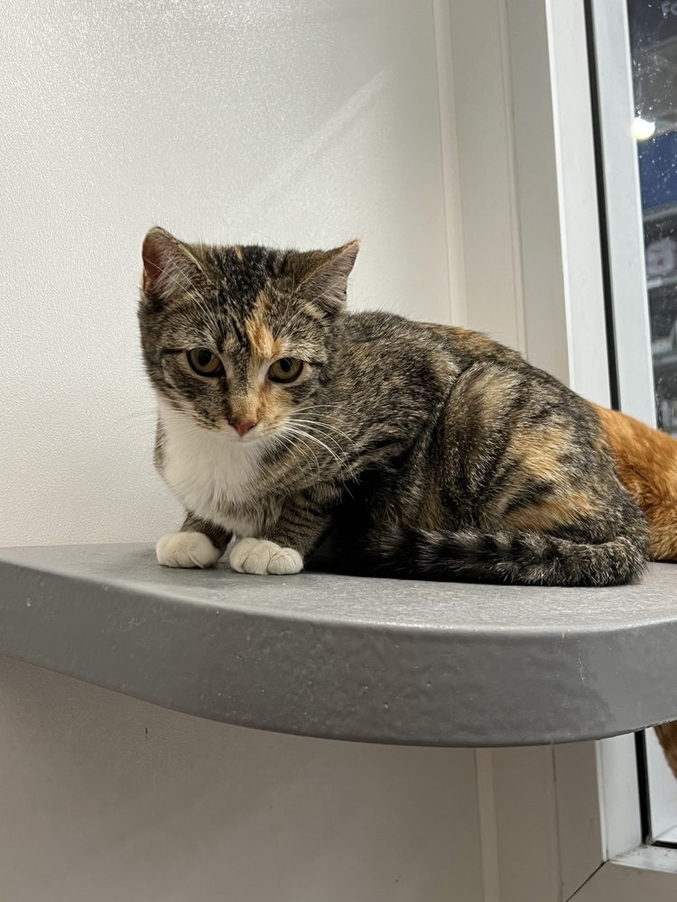 Gigi, an adoptable Domestic Short Hair in Lafayette, CO, 80026 | Photo Image 2