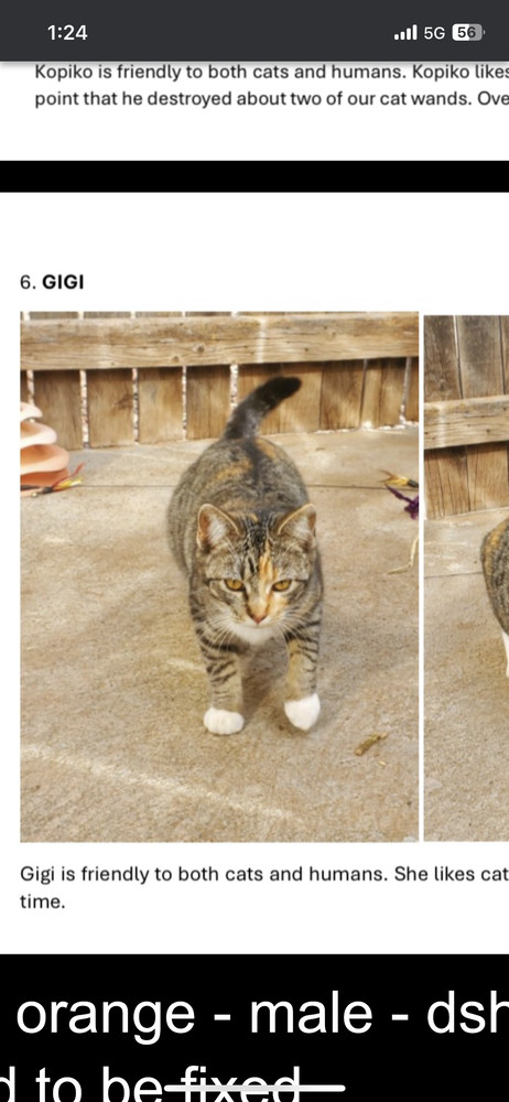 Gigi, an adoptable Domestic Short Hair in Lafayette, CO, 80026 | Photo Image 3
