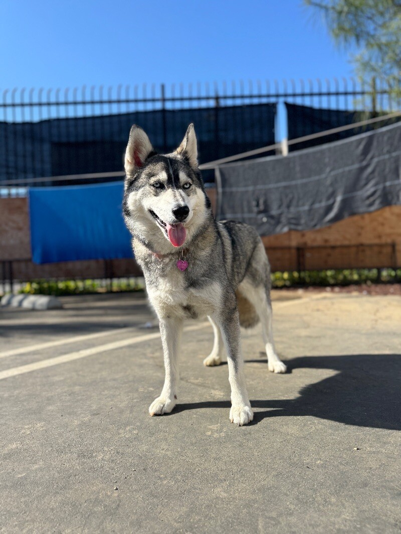 Sheila