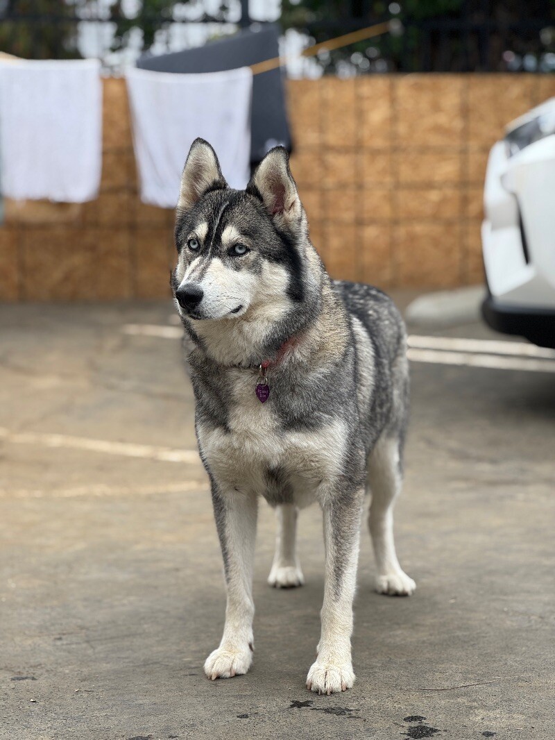 Sheila
