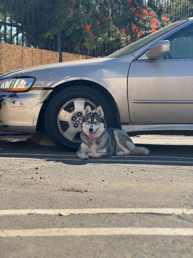Sheila