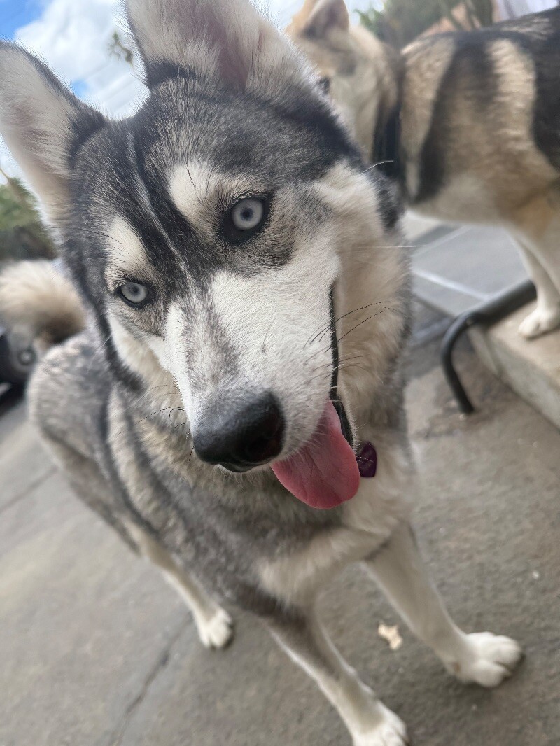 Sheila