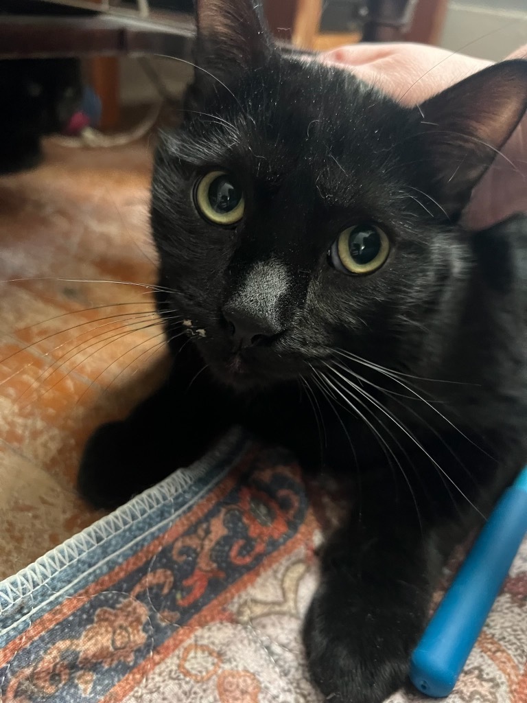 Coal, an adoptable Domestic Short Hair in Cloquet, MN, 55720 | Photo Image 1