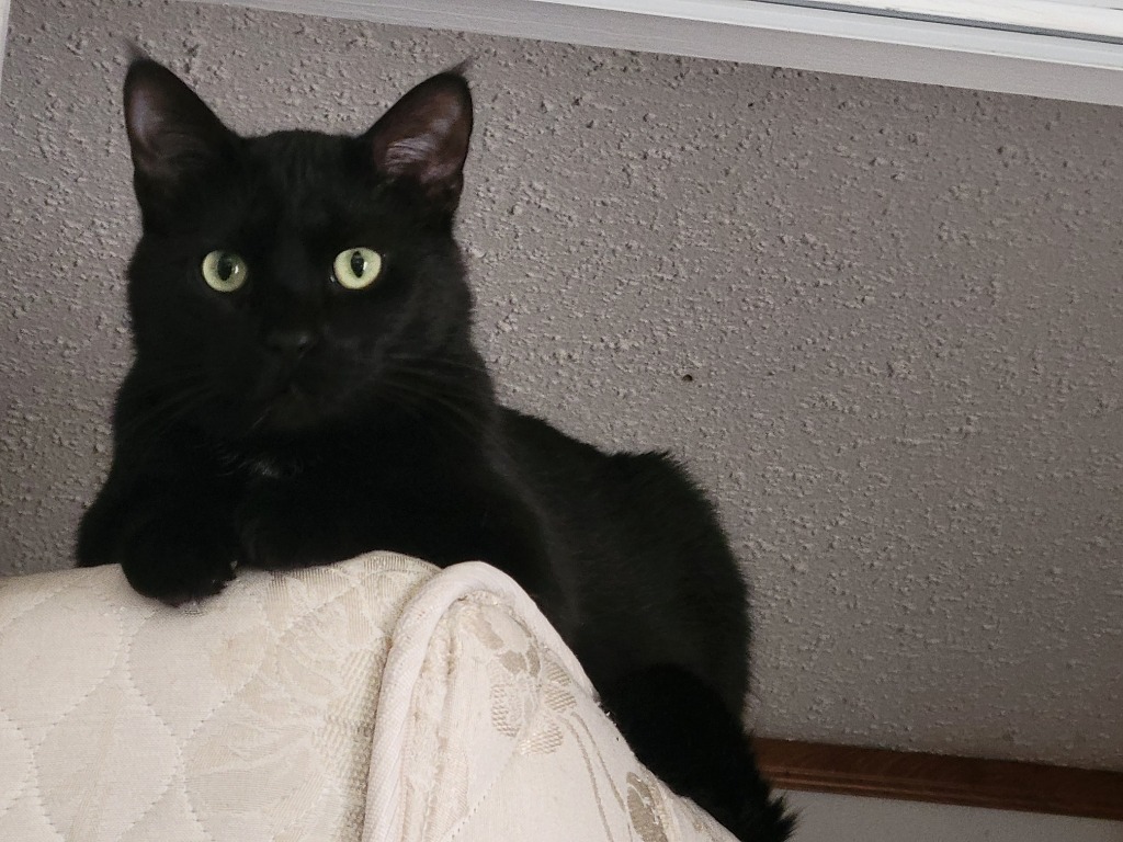 Coal, an adoptable Domestic Short Hair in Cloquet, MN, 55720 | Photo Image 2