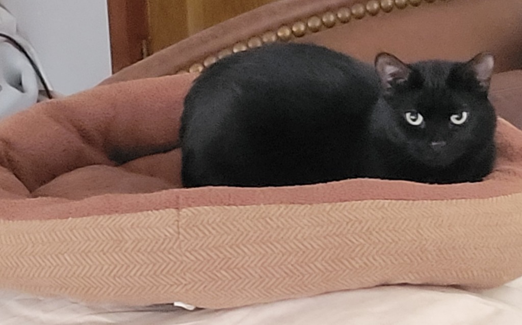 Coal, an adoptable Domestic Short Hair in Cloquet, MN, 55720 | Photo Image 3