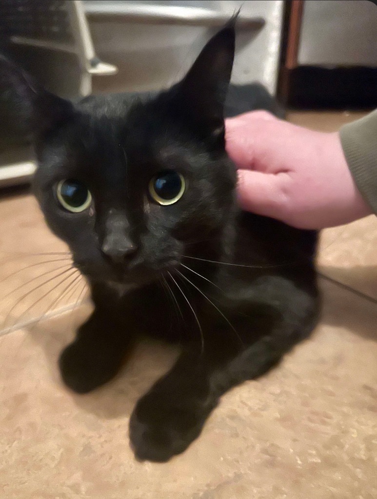 Mrs Kittie, an adoptable Domestic Short Hair in Cloquet, MN, 55720 | Photo Image 1