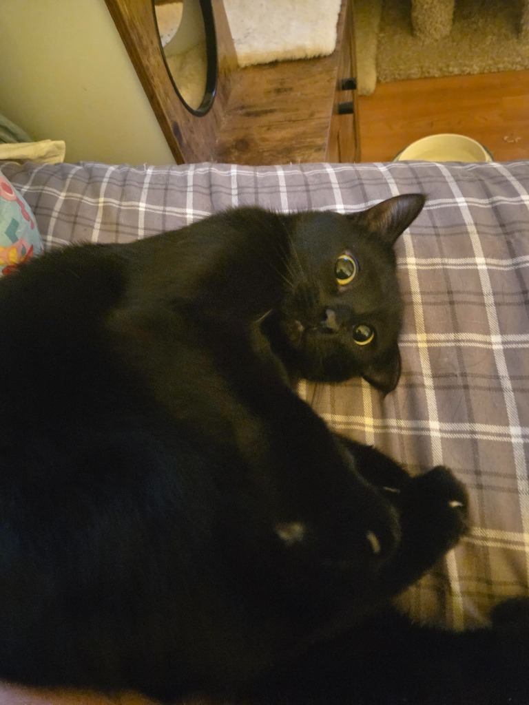 Mrs Kittie, an adoptable Domestic Short Hair in Cloquet, MN, 55720 | Photo Image 1