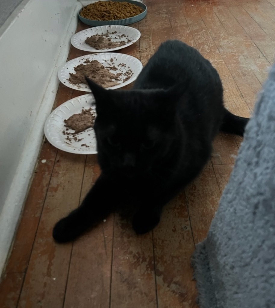 Mrs Kittie, an adoptable Domestic Short Hair in Cloquet, MN, 55720 | Photo Image 2