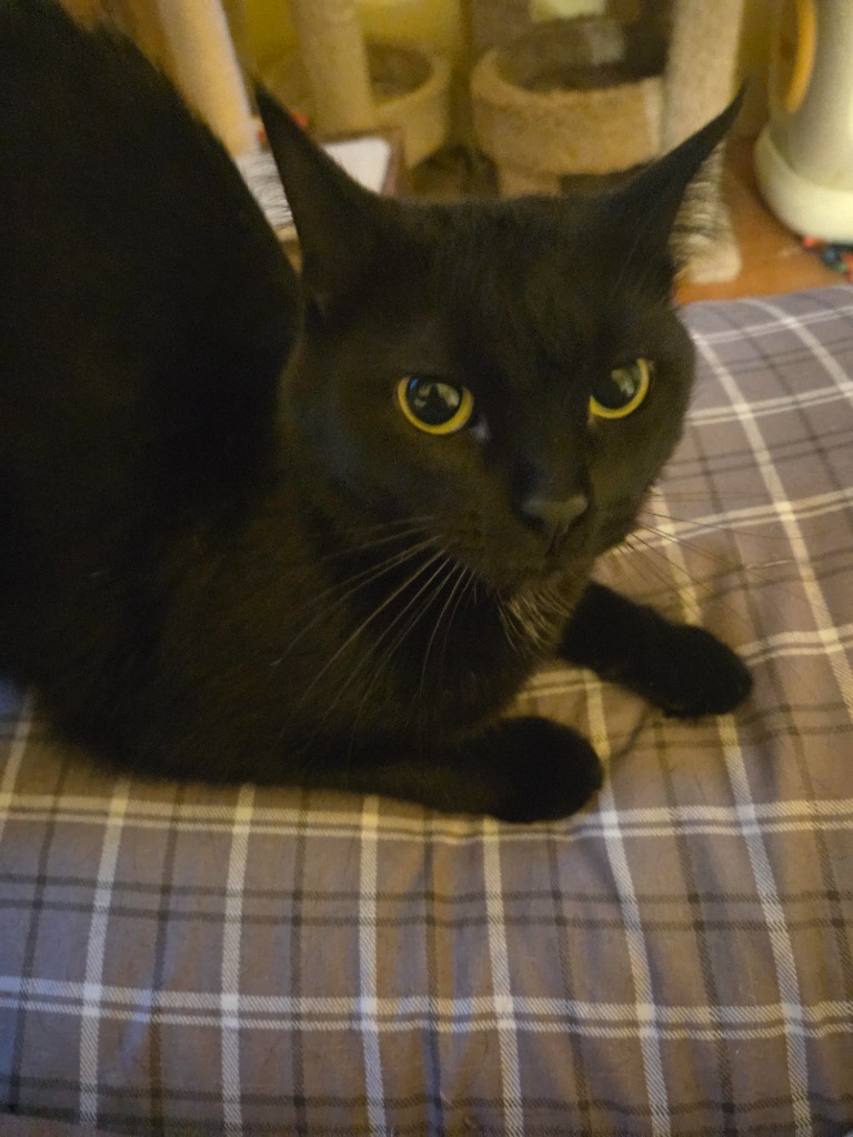 Mrs Kittie, an adoptable Domestic Short Hair in Cloquet, MN, 55720 | Photo Image 4