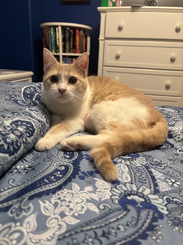 Queenie, an adoptable Domestic Short Hair in Lafayette, CO, 80026 | Photo Image 3