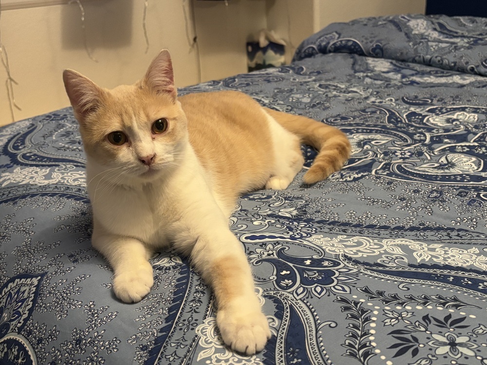 Queenie, an adoptable Domestic Short Hair in Lafayette, CO, 80026 | Photo Image 4
