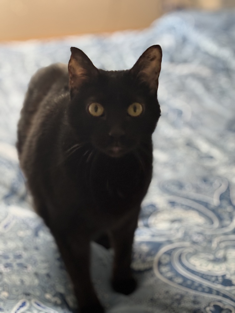 Bugger, an adoptable Domestic Short Hair in Lafayette, CO, 80026 | Photo Image 1