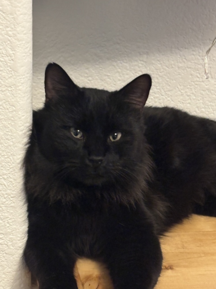 Luigi, an adoptable Domestic Long Hair in Lafayette, CO, 80026 | Photo Image 3