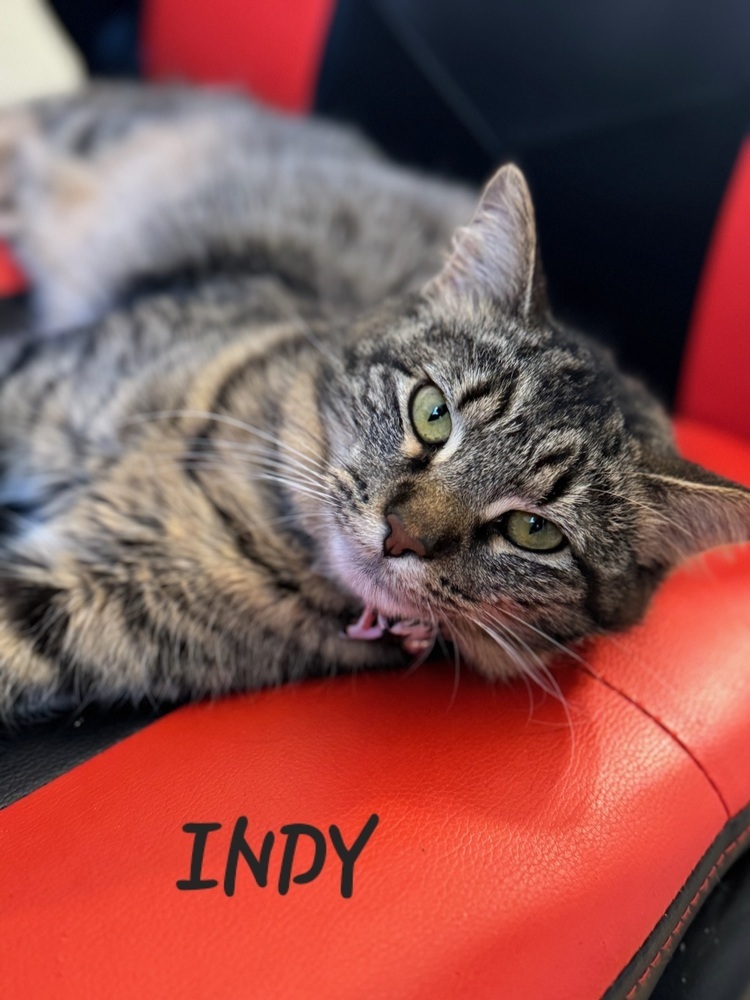 Indy, an adoptable Domestic Short Hair in Lafayette, CO, 80026 | Photo Image 1