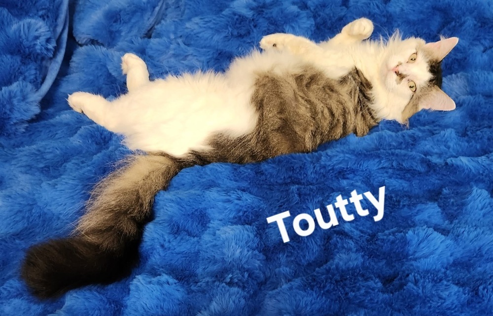 Toutty 1670