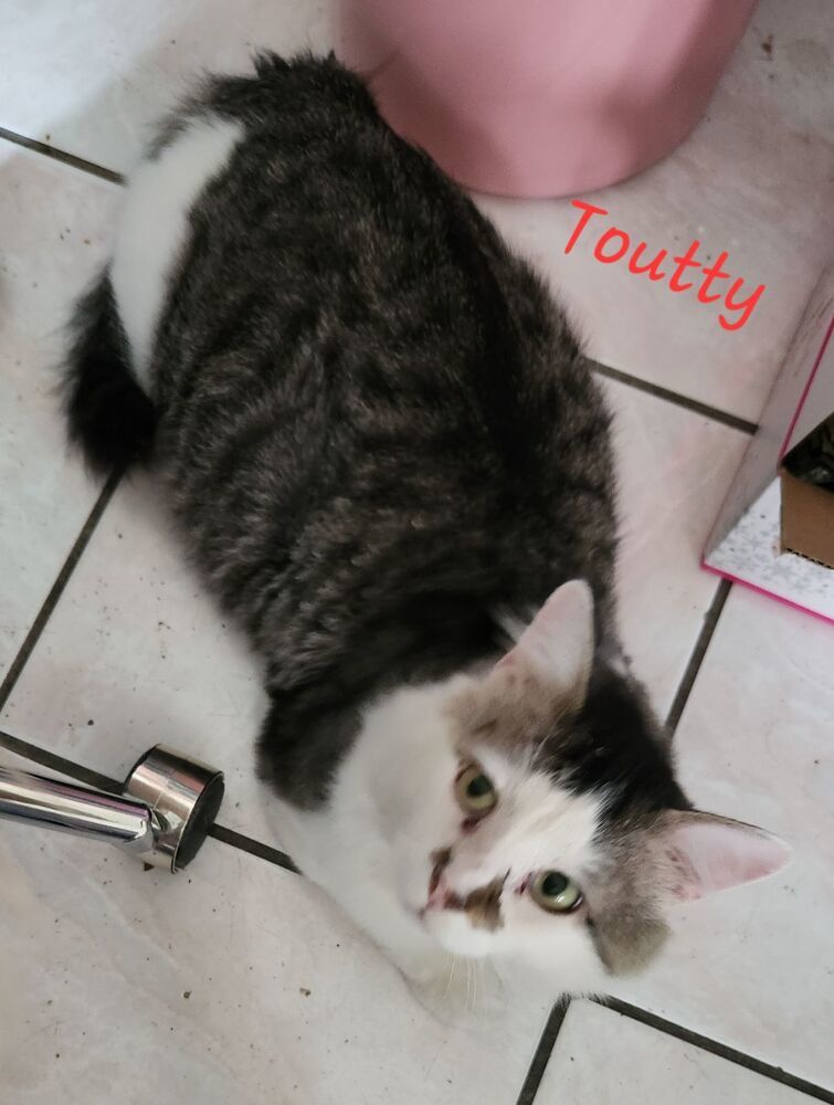 Toutty 1670