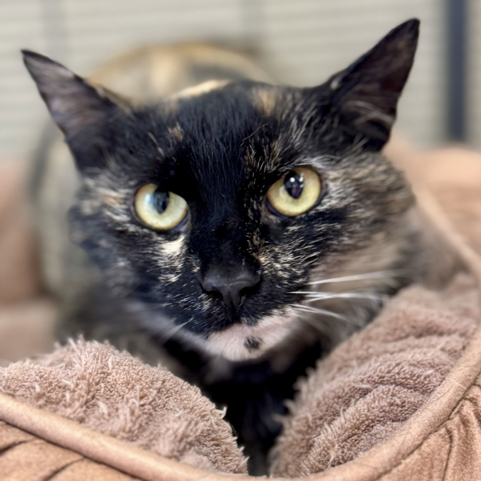 Sienna, an adoptable Domestic Short Hair, Tonkinese in Winchendon, MA, 01475 | Photo Image 1