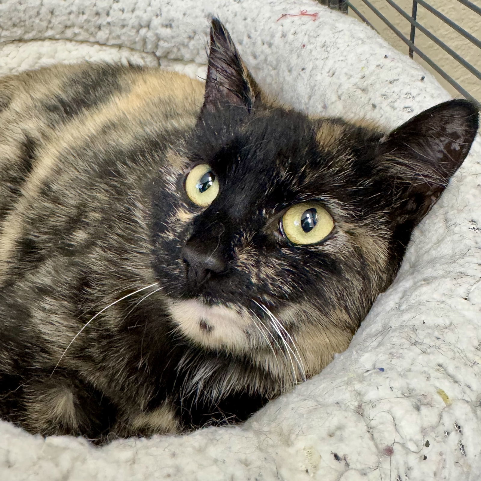 Sienna, an adoptable Domestic Short Hair, Tonkinese in Winchendon, MA, 01475 | Photo Image 2